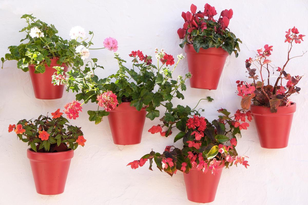 Plantas recomendadas para esta época: geranios, dalias, gladiolos, azucenas, peonias y las cañas de las Indias