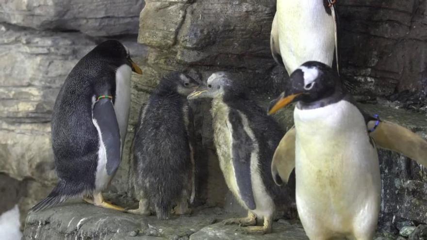 Nacen en el Oceanogràfic cinco crías de pingüinos Juanito