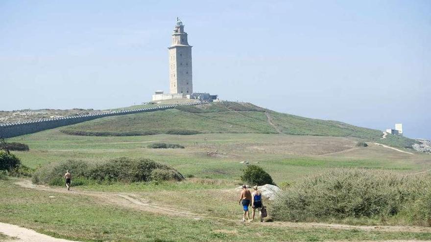 Hierba en las inmediaciones de la Torre de Hércules, donde crían especies naturales.