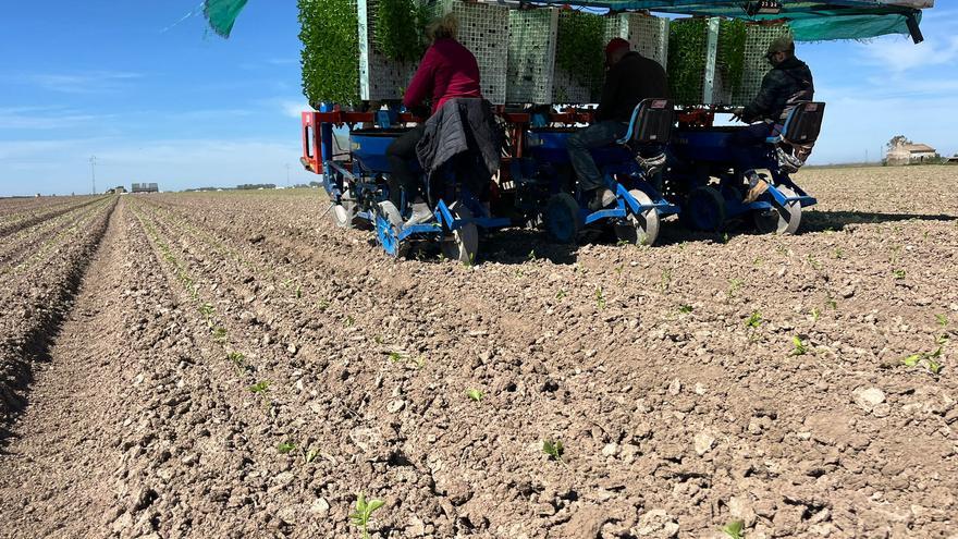 El Gobierno aprueba otros 2,1 millones de ayuda para cultivos de secano, arroz y tomate de industria de Andalucía
