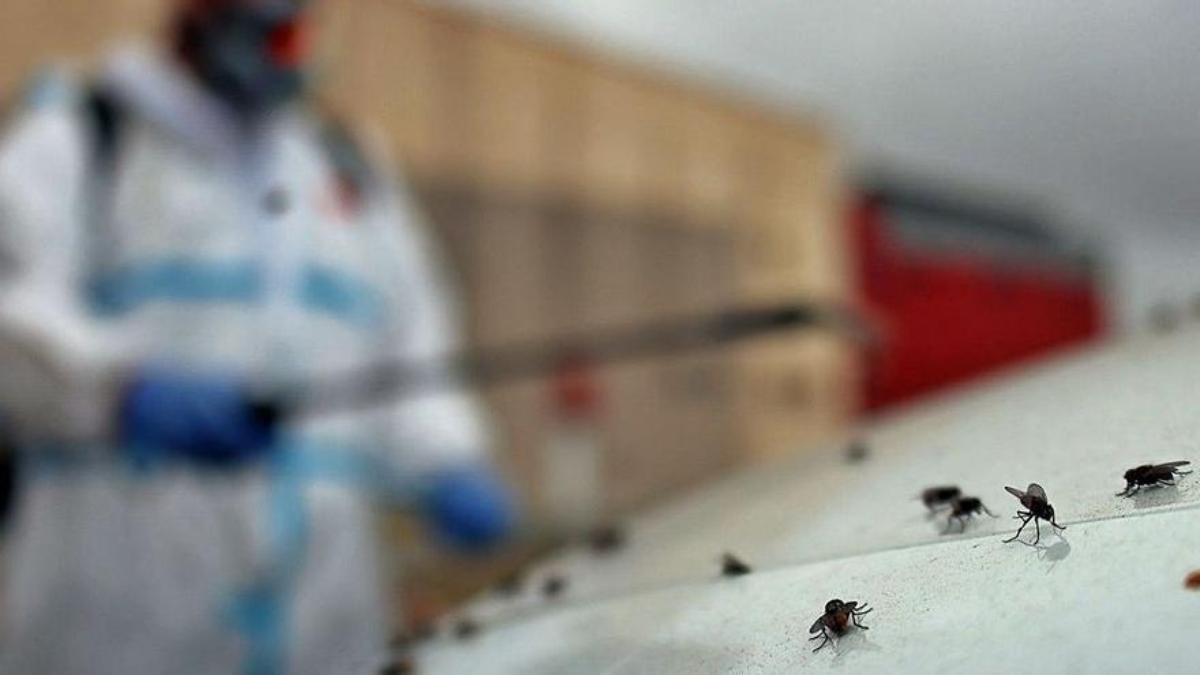 Un trabajador fumiga una plaga de moscas en Gran Canaria