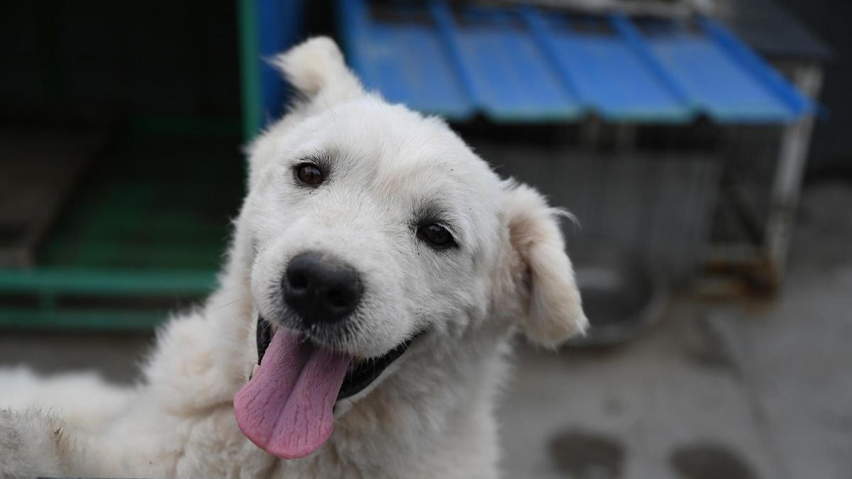 Un perro en un refugio