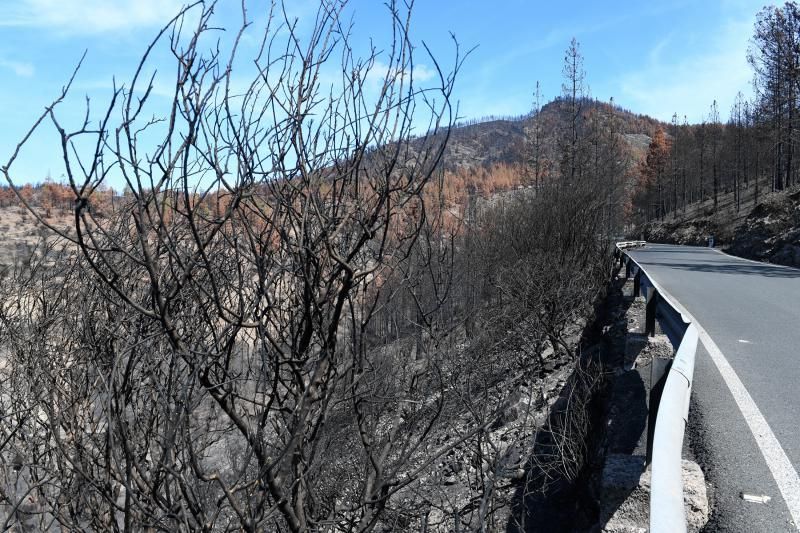 15-10-19 SUPLEMENTOS. ZONA CUMBRERA. ZONA CUMBRERA. Reportaje zonas quemadas tras dos meses. Reportaje triple entrega sobre el paisaje quemado, al cumplirse dos meses. La primera parte será Los tesosos de la Cumbre, en plan más positivo, con los brotes verdes, lugares que visitar. Un segundo con los héroes sin capa, sus protagonistas y una tercera con Lo que el fuego se llevó o Lo perdido, la parte más triste.  Fotos: Juan Castro.  | 15/10/2019 | Fotógrafo: Juan Carlos Castro