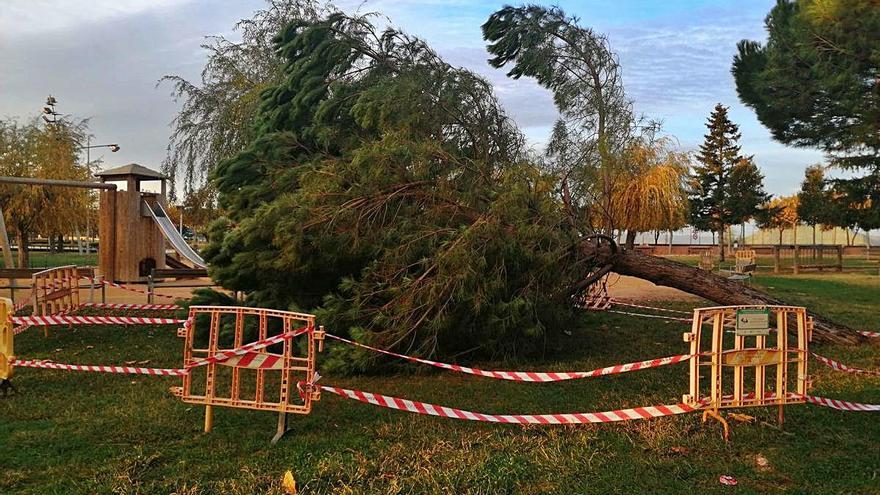 Cau un arbre a la zona de jocs del parc de l&#039;Agulla