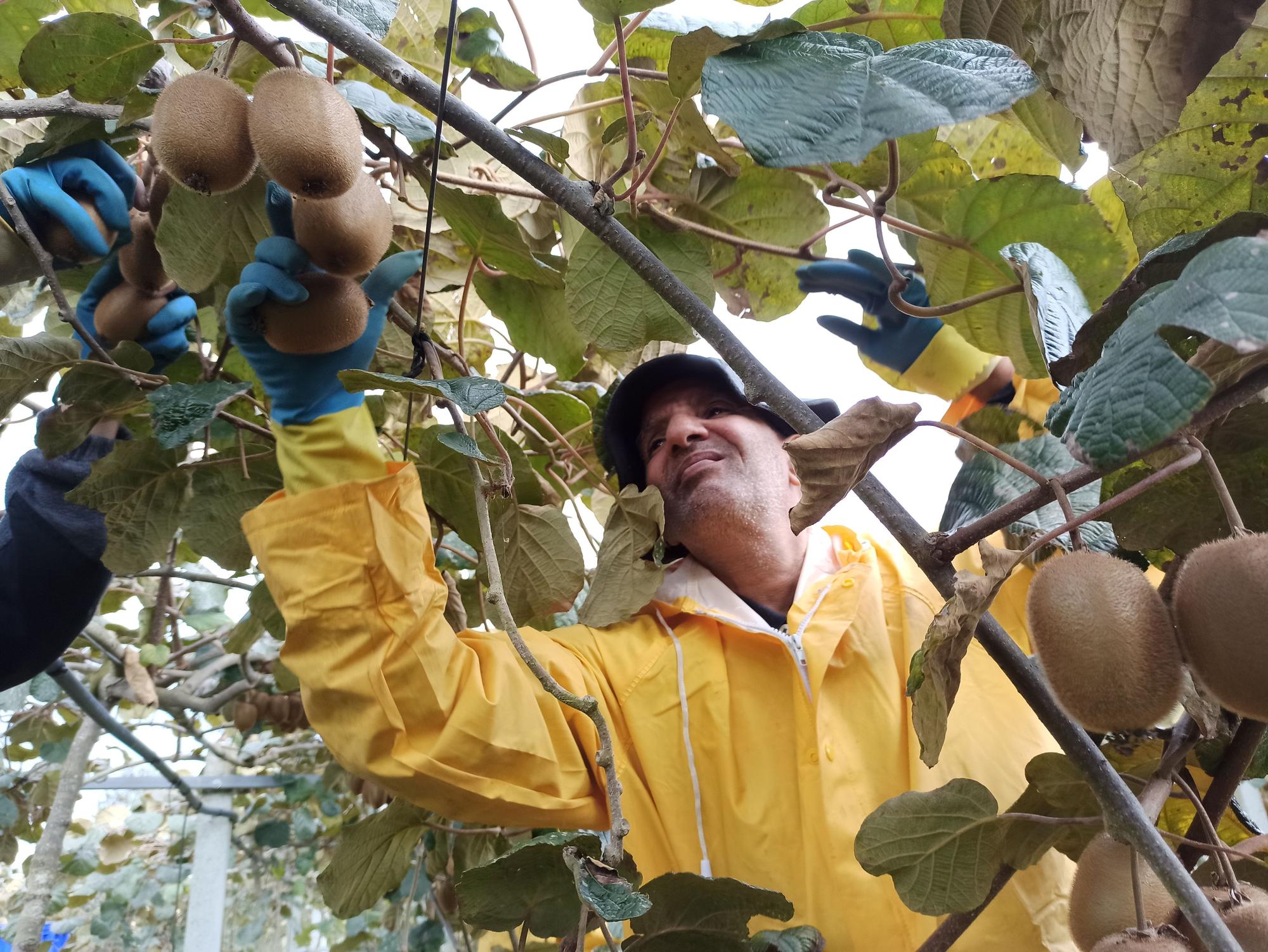 Así es la campaña de recogida del kiwi en Pravia