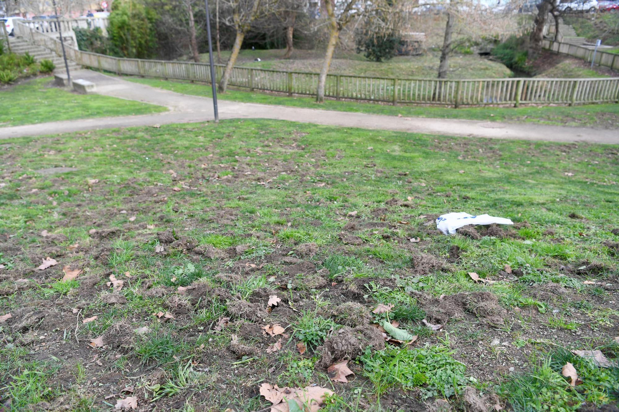 Los jabalíes destrozan en Oleiros las zonas verdes del parque Luis Seoane