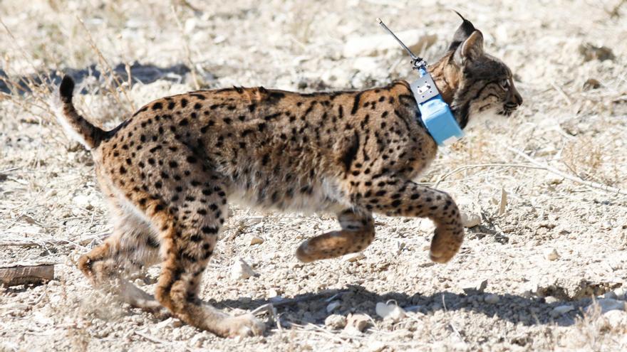 Estrenan un documental sobre la reintroducción del lince ibérico en la Región este jueves