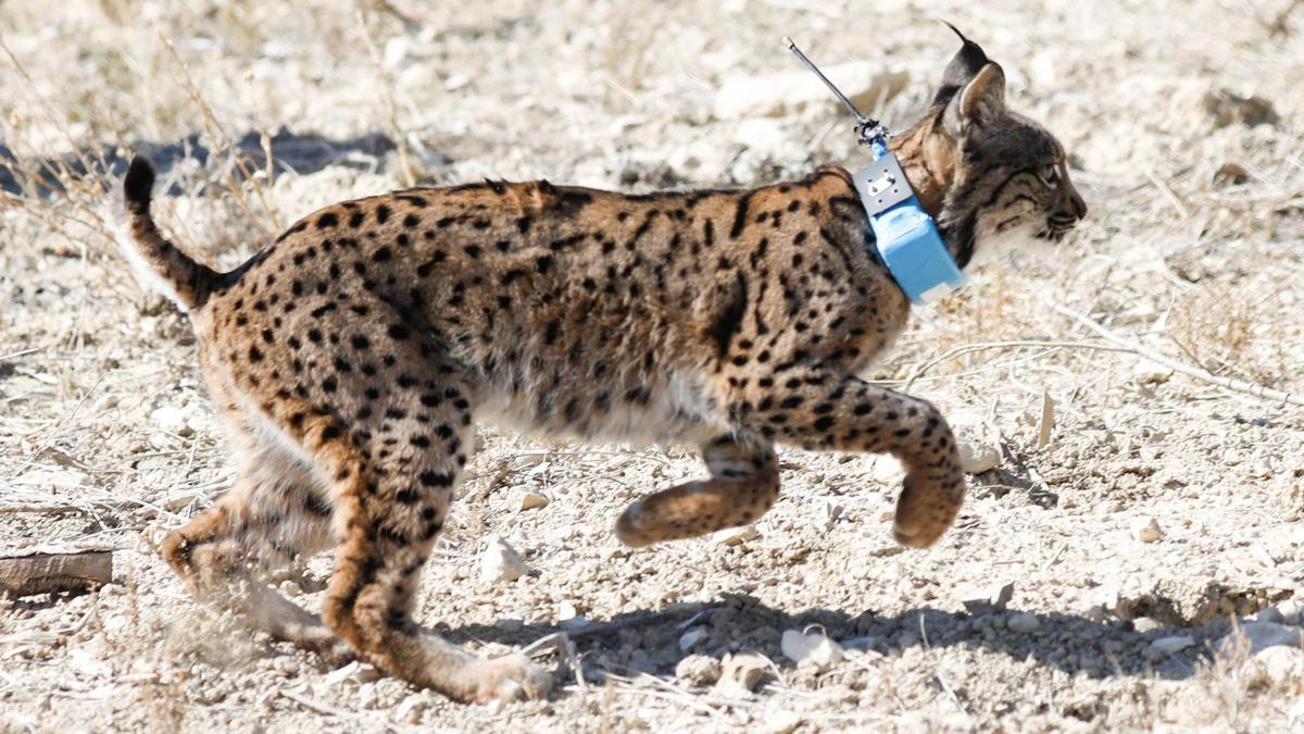 Un lince ibérico durante su liberación en el Parque Natural Zarcilla de Ramos, a 23 de febrero de 2024, en Lorca.