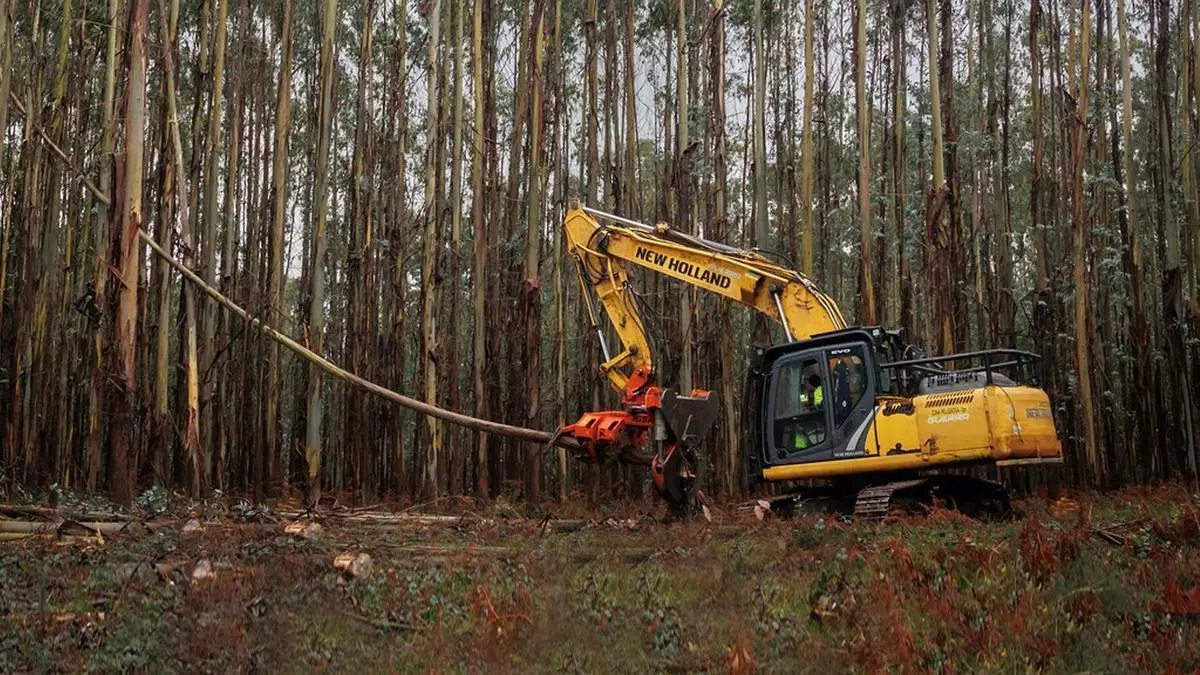 Plantaciones ilegales de eucalipto pese a la moratoria: Adega denuncia que la Xunta solo retiró el 1,69%