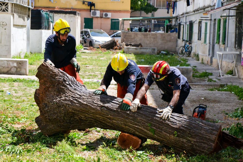 Talan el último árbol en riesgo de caída en Corea