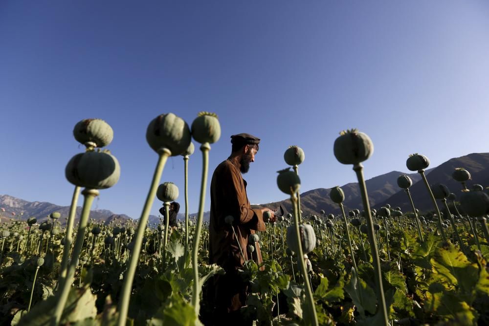 An Afghan man works on a poppy field in ...