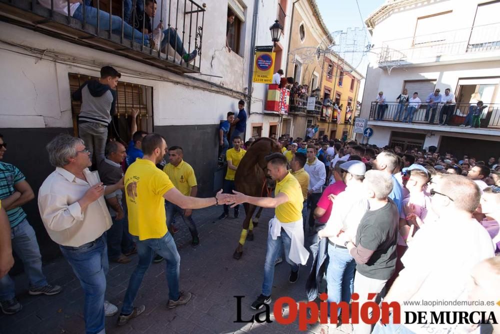 Caballo a pelo Caravaca (Desfile)