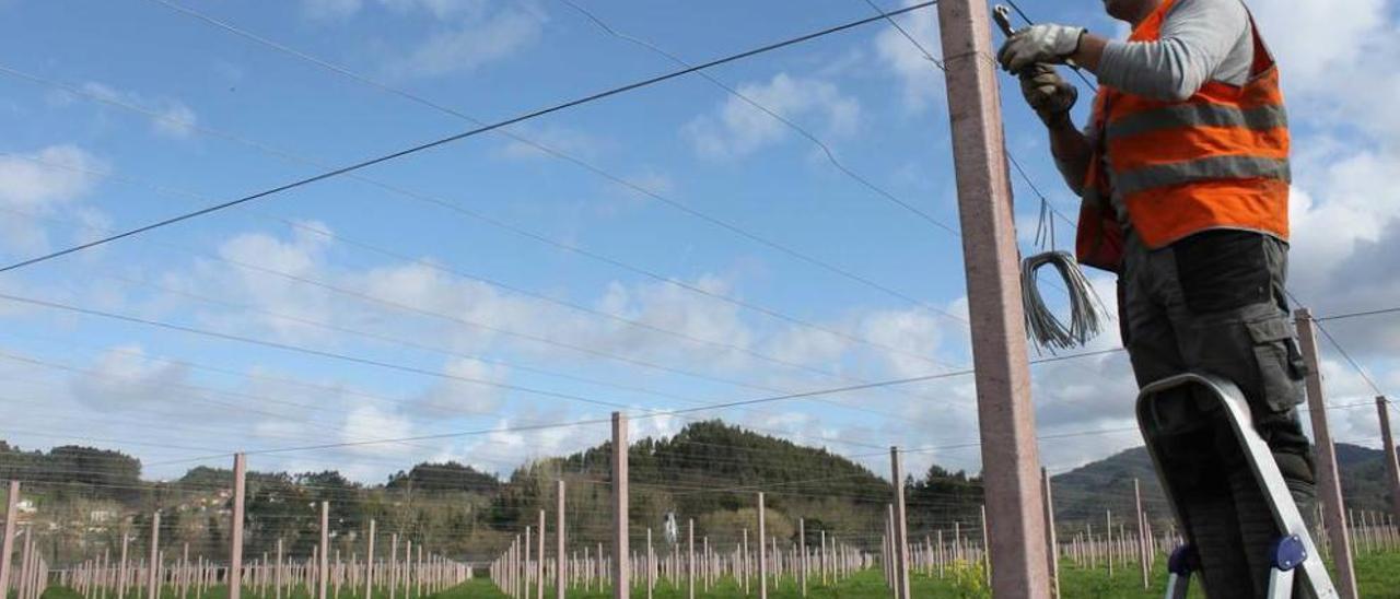 Javier Penouta tensa los alambres donde colgarán las plantas en el nuevo sistema productivo.