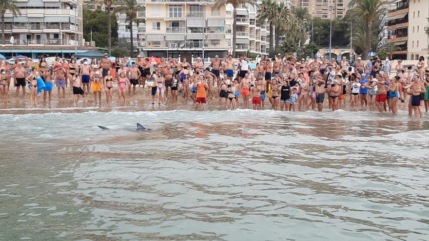 Una tintorera de dos metros aparece en la costa de Benidorm