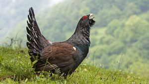 Ejemplar de urogallo, especie en peligro de extinción