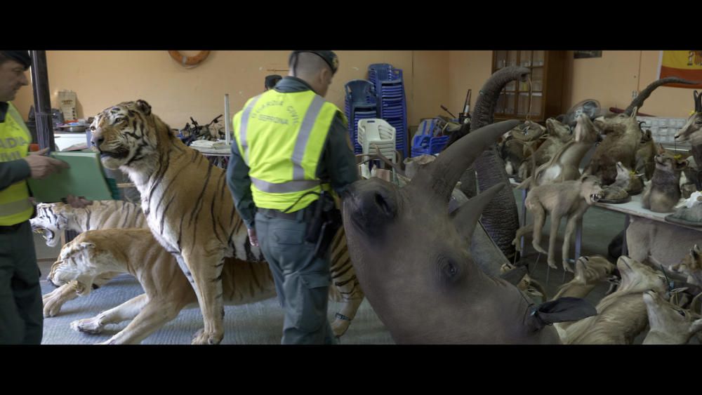 Documental, "Animales, por el camino de en medio"