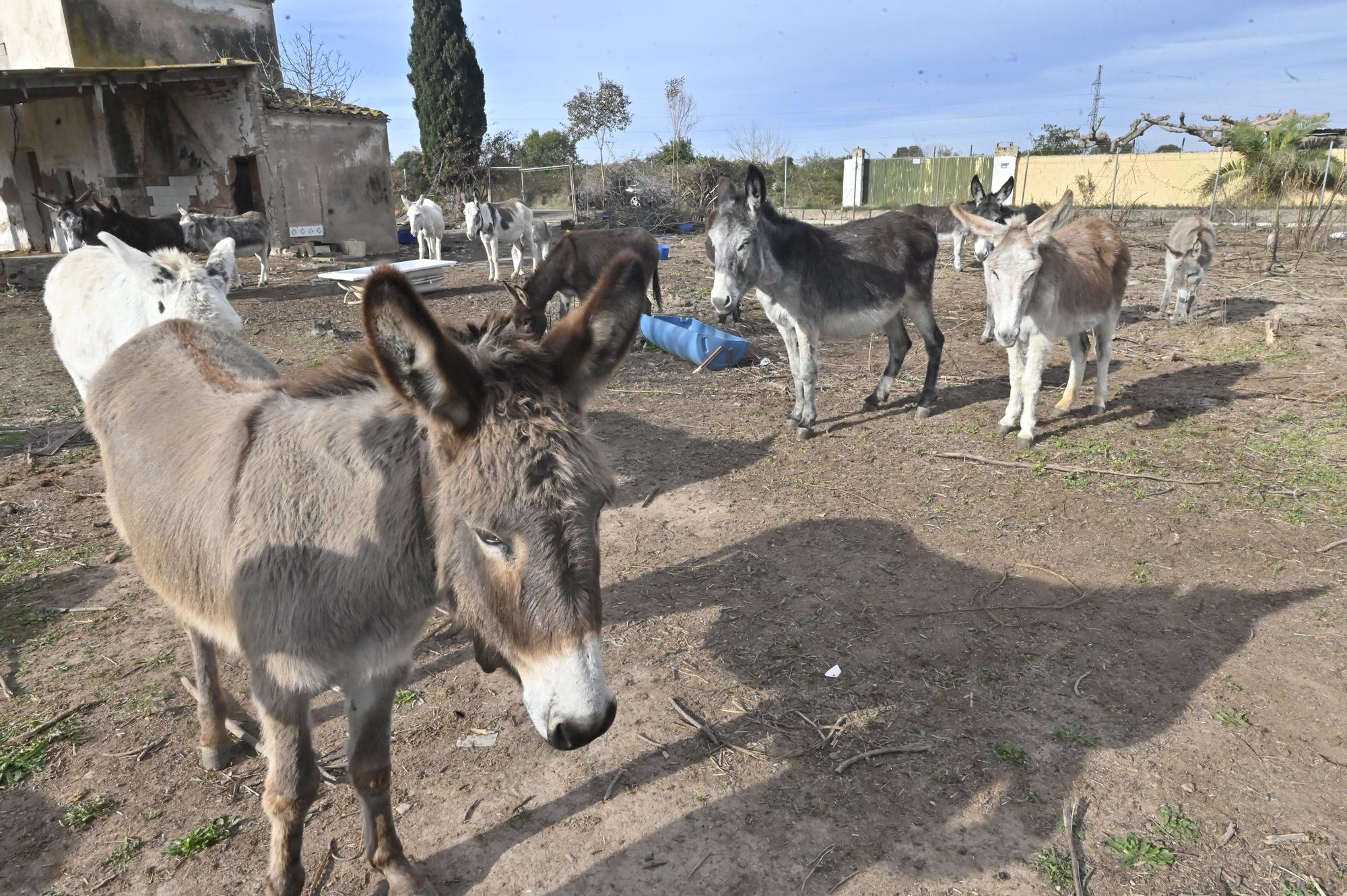 La nueva vida de los burros del Desert de les Palmes, en imágenes