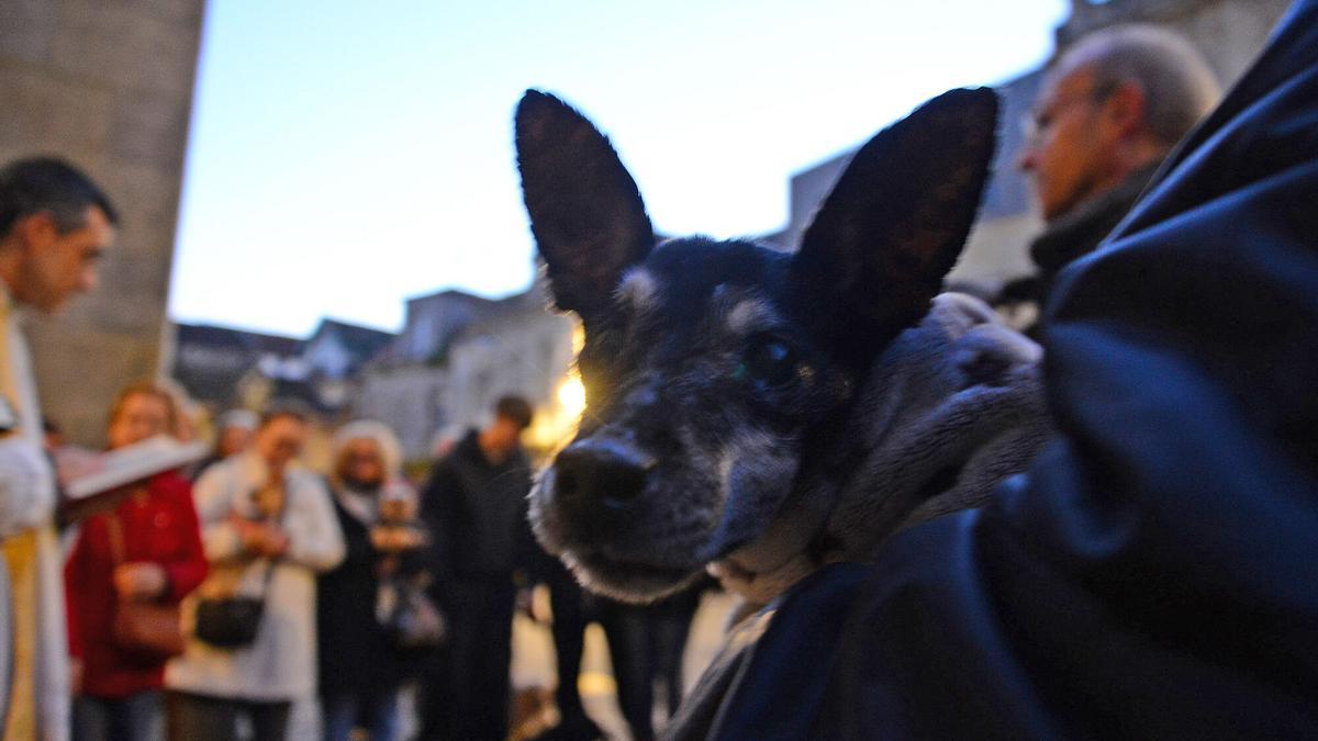 Bendición de animales por San Antón
