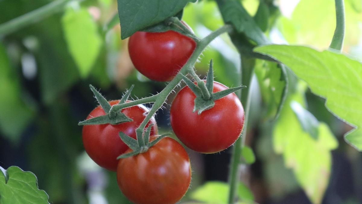 TOMATERA EN MACETA | Cómo plantar tomates en maceta, paso a paso