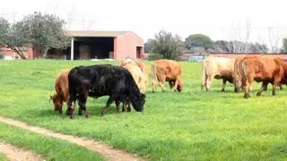 Les últimes pluges garanteixen un "bona quantitat" de farratges per alimentar el bestiar gironí