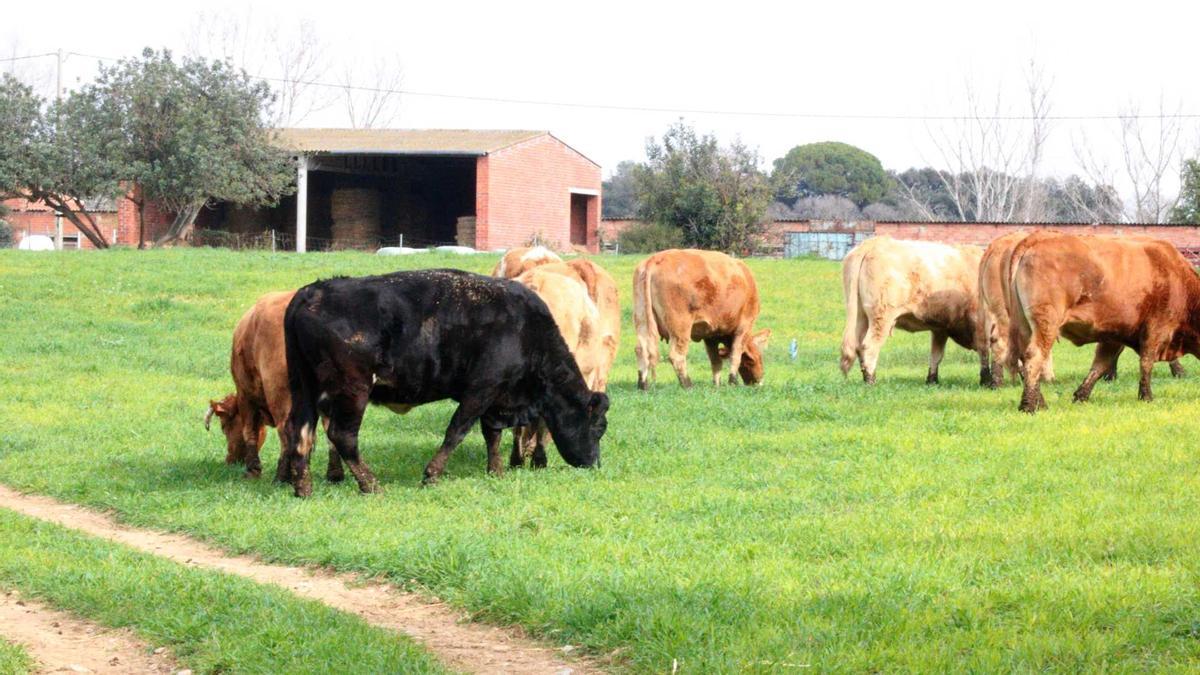 Un ramat de vaques menjant en un camp de Ventalló.