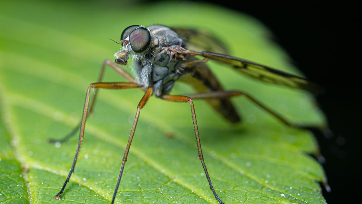 El método infalibre para aliviar las picaduras de mosquito.
