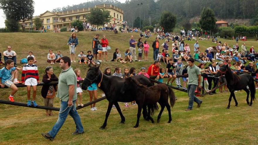 Celebración de la fiesta del Asturcón el año pasado.