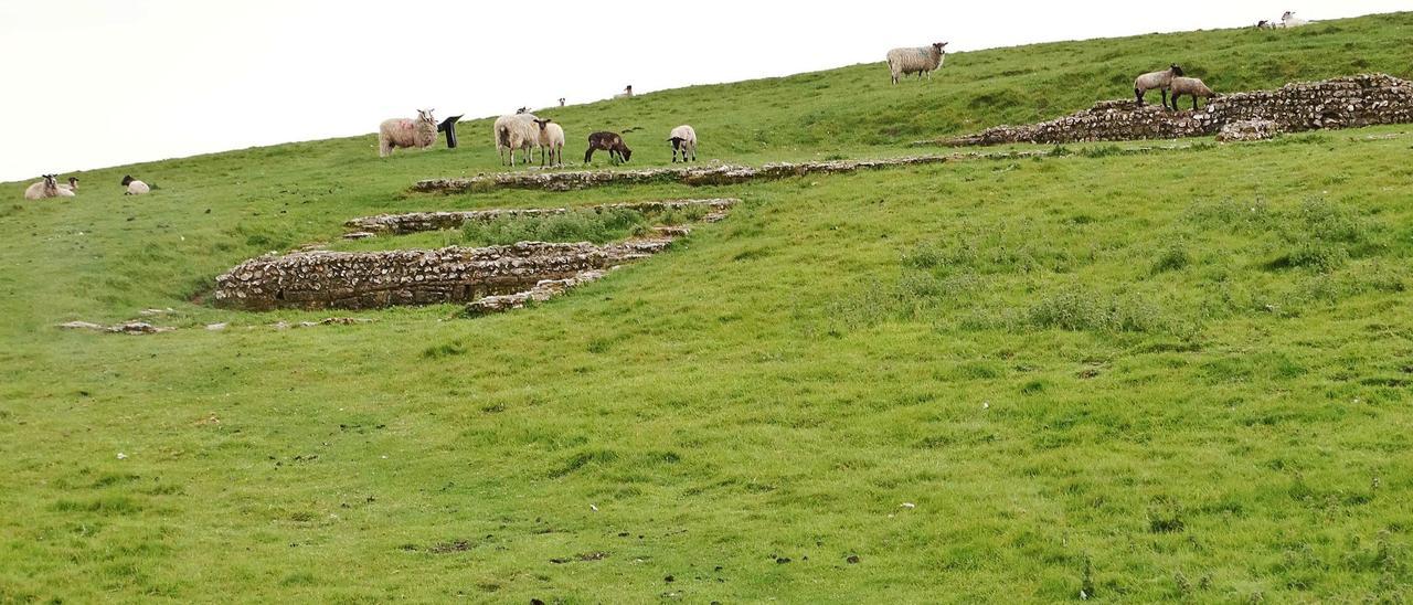 Ruínas do templo romano de Maiden Castle, en 2019, con ovellas pastando entre elas.  | // FOTOS: XCA