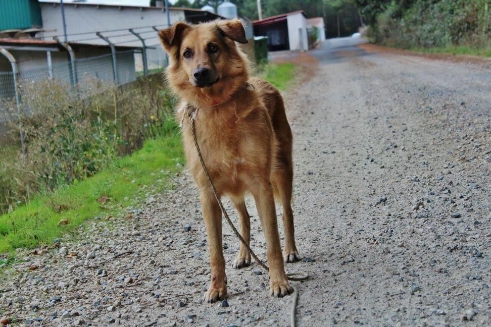 La protectora Peludos sen fogar necesita tu ayuda