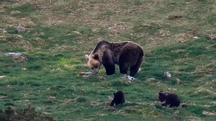 Así juegan estos pequeños oseznos en el Parque Natural de la Fuentes del Narcea