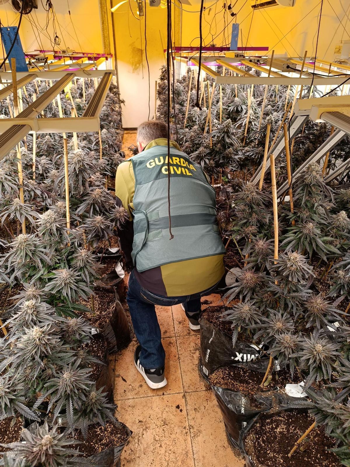 Agente de la Guardia Civil en la plantación incautada.