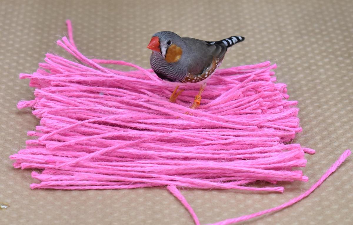 Macho interactuando con hilo rosa.