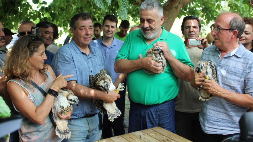 Las cuatro águilas que se introdujeron hace un año en la Marjal de Pego-Oliva.