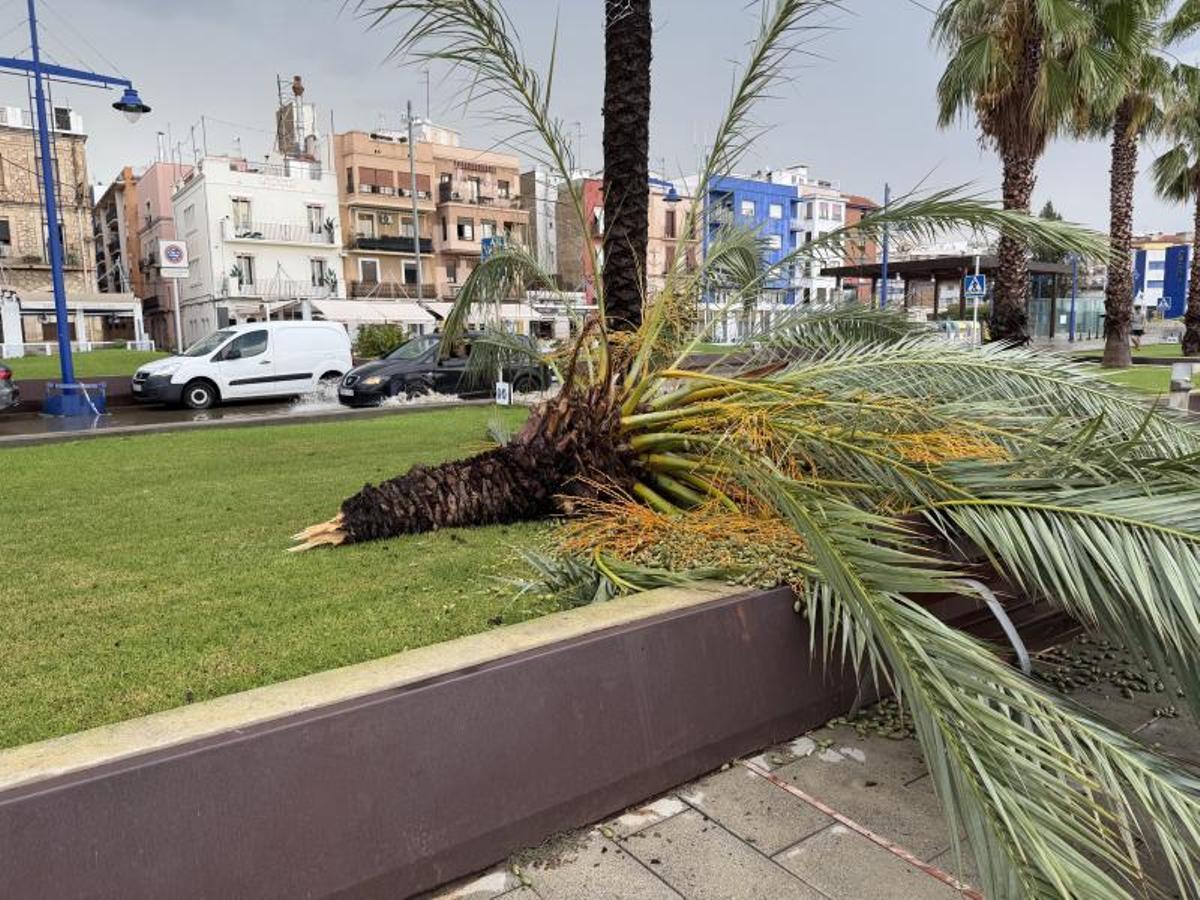 Una palmera tumbada en el barrio del Serrallo de Tarragona a causa del temporal.