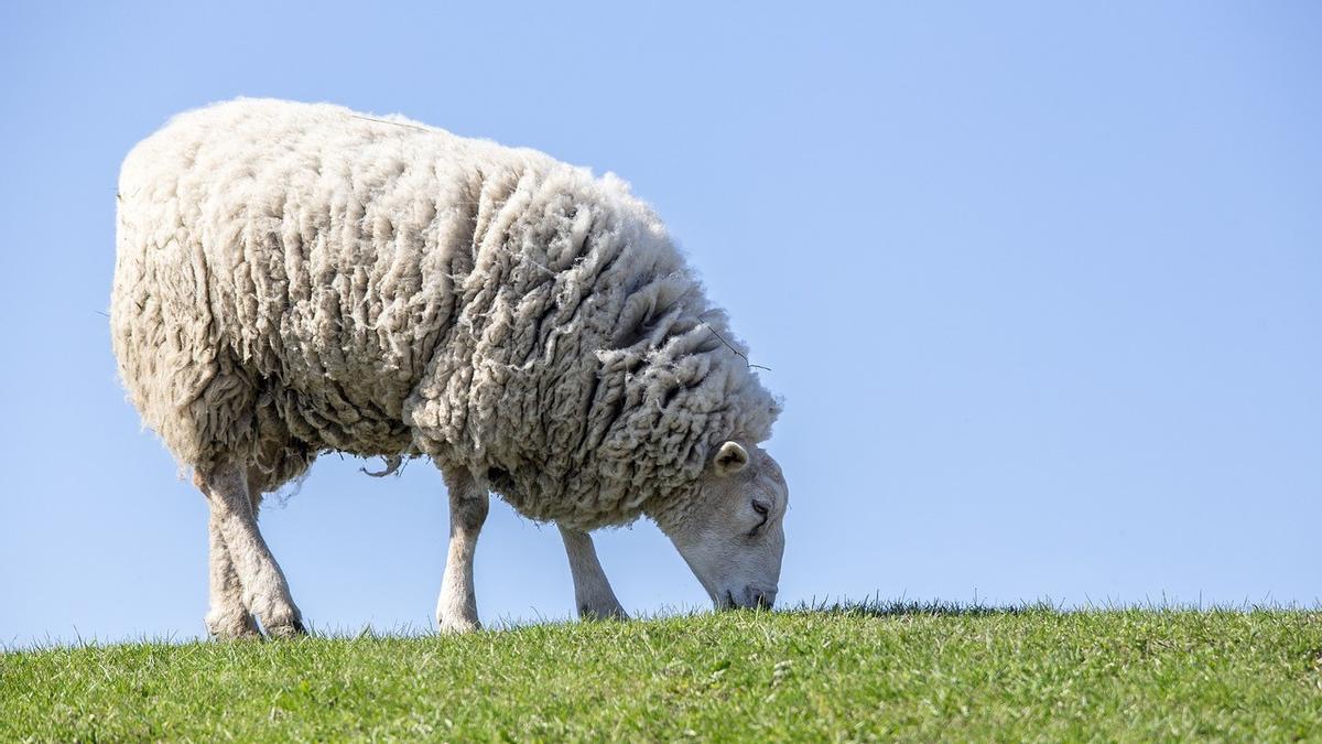 ¿Por qué contamos ovejas para dormirnos?