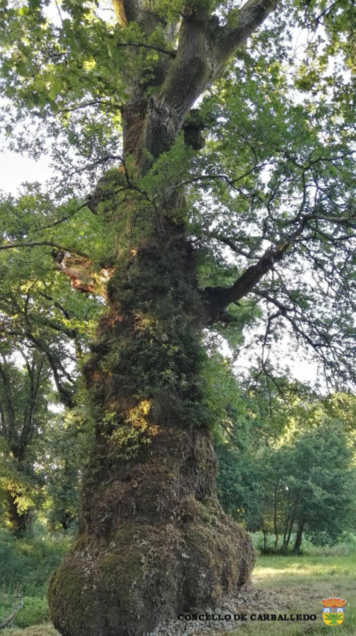 El carballo de Cartelos podría ser uno de los árboles más longevos de España.