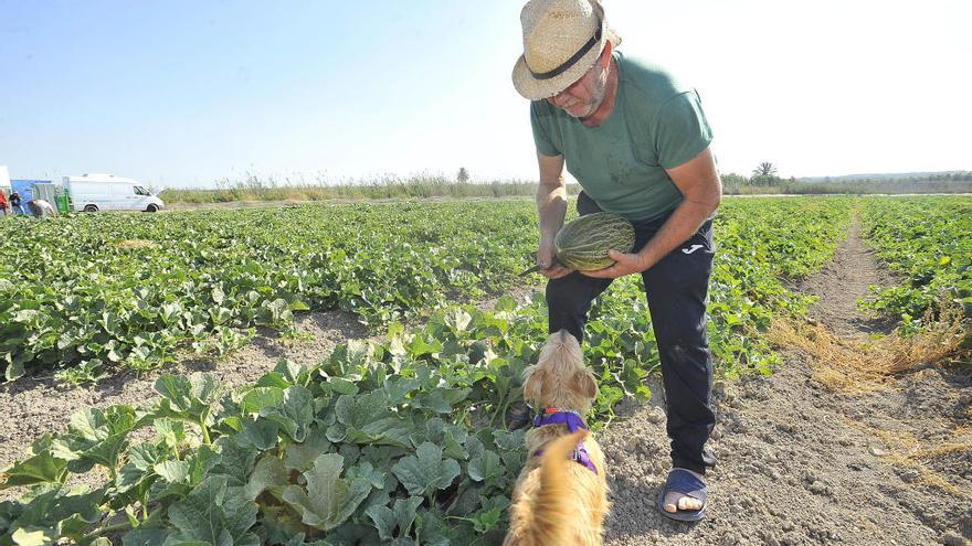 Un agricultor calcula el peso de un melón en Elche