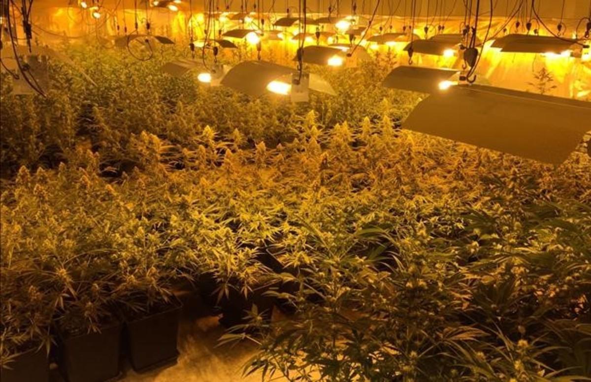 fsendra32037007 los mossos descubren una plantacion de marihuana en la zona 170122164332