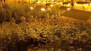 fsendra32037007 los mossos descubren una plantacion de marihuana en la zona 170122164332