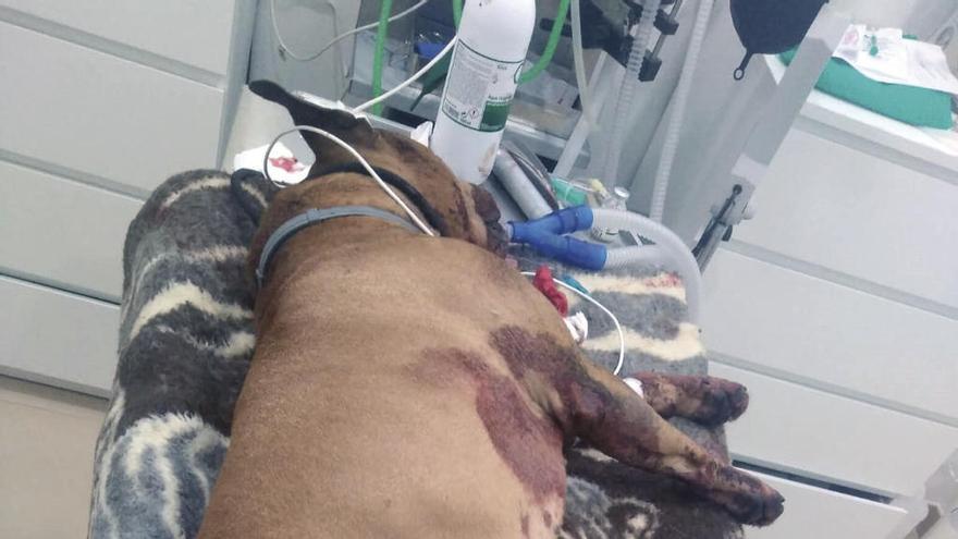 El pitbull, herido tras los disparos. // FdV