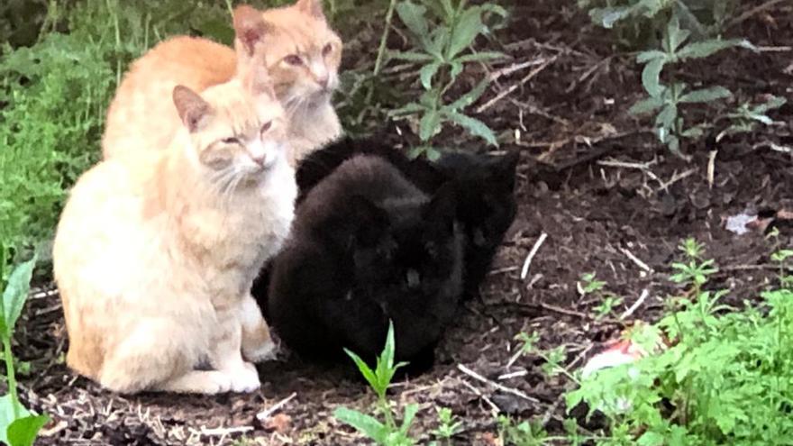 Gatos de la colonia de Zamora en el Banco de España.