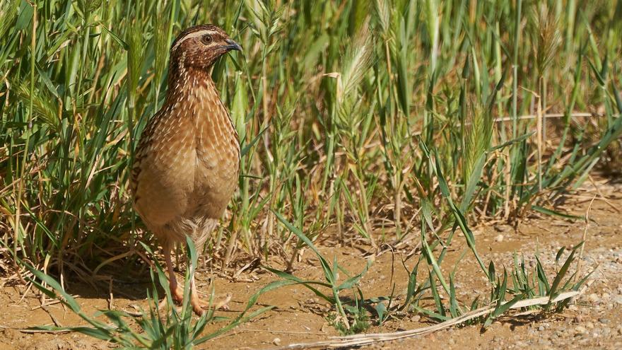 Campaña de firmas para incluir la codorniz común en el Catálogo de Especies Amenazadas