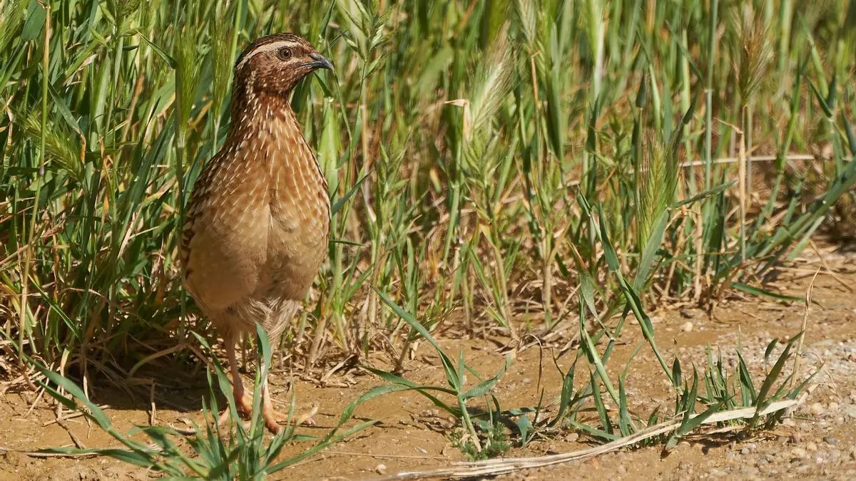 Campaña de firmas para incluir la codorniz común en el Catálogo de Especies Amenazadas