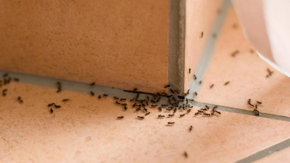 Las hormigas tiene una enorme capacidad de reproducción.