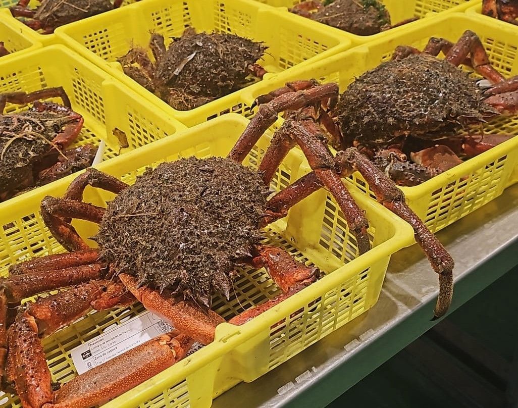 Primeras centollas de la temporada en la lonja de Rianxo.