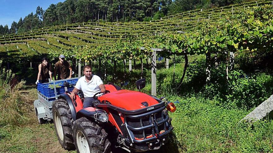 Tres vendimiadores transportan uva en un tractor en la plantación de Mar de Frades, en Meis.   | // NOÉ PARGA