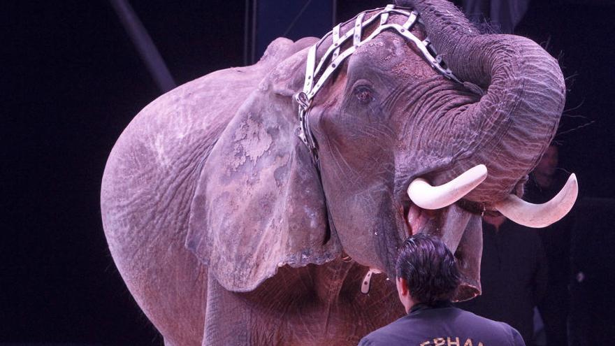 Unanimidad en las Corts para prohibir los circos con animales salvajes