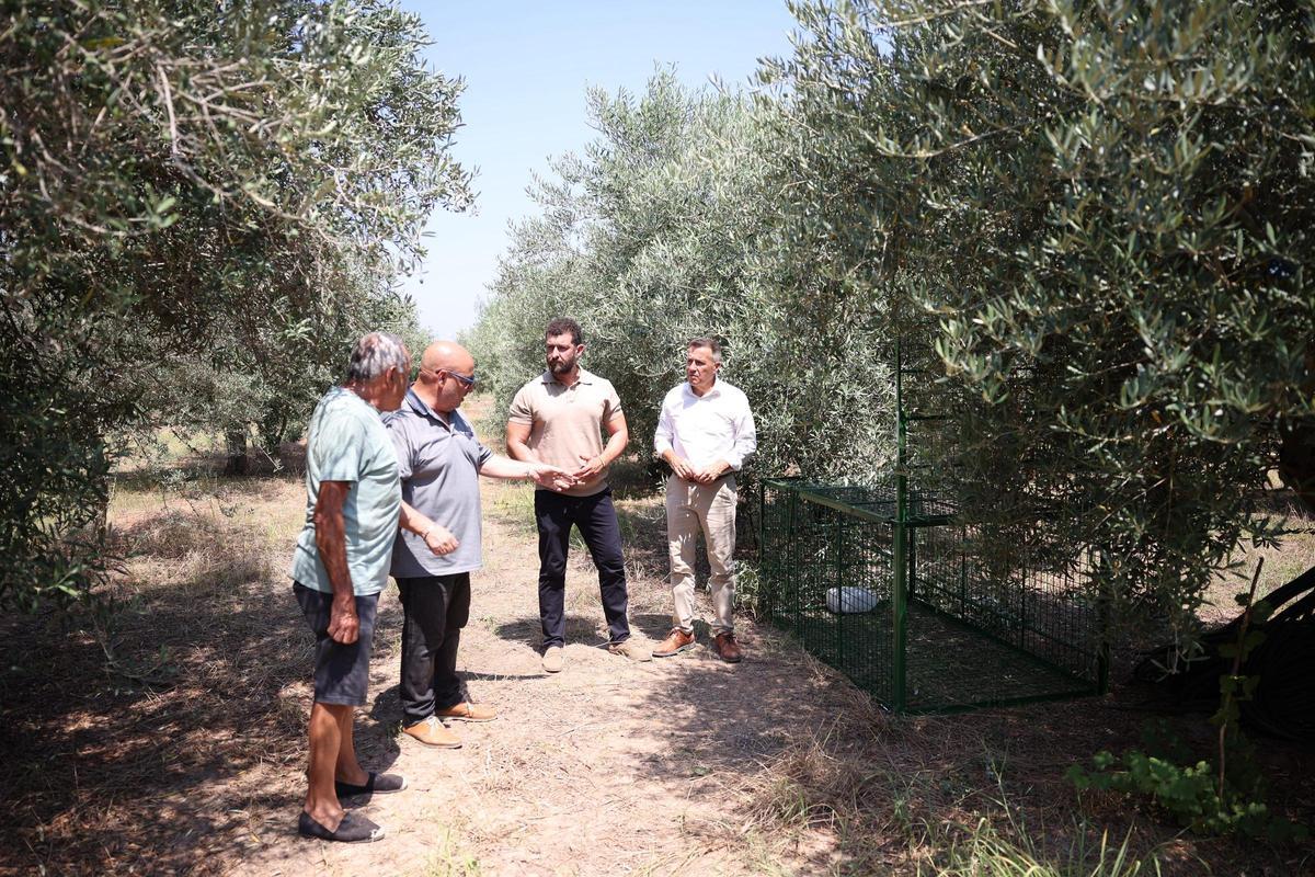 El alcalde, Jorge Monferrer; y el concejal de Agricultura, en una visita a una de las jaulas trampa instaladas en Burriana.