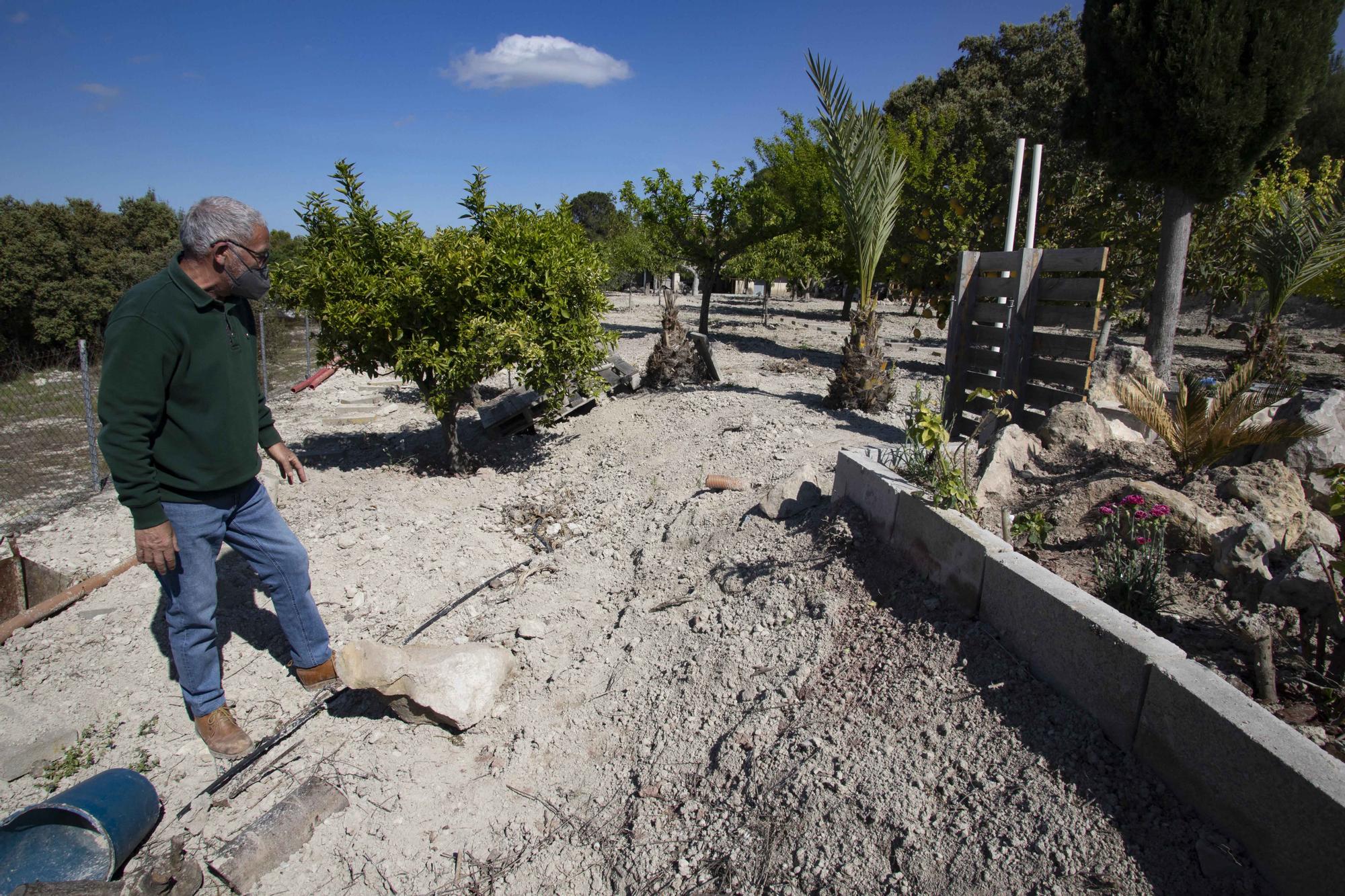 Los jabalíes destrozan parcelas de la urbanización Bixquert