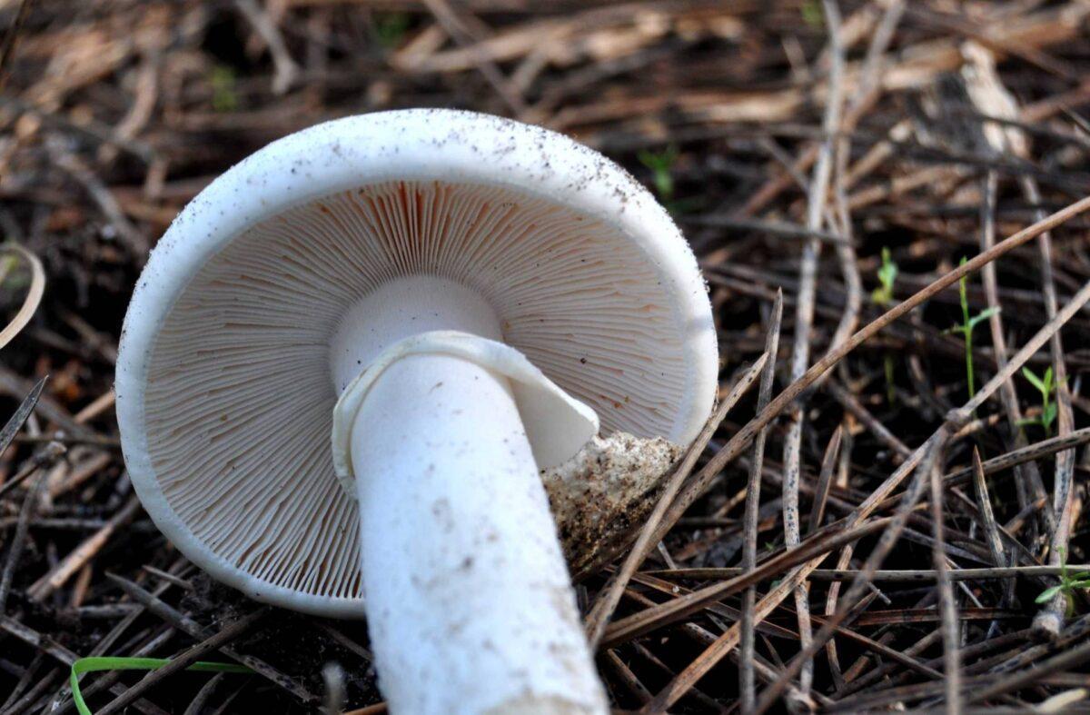 Amanita verna